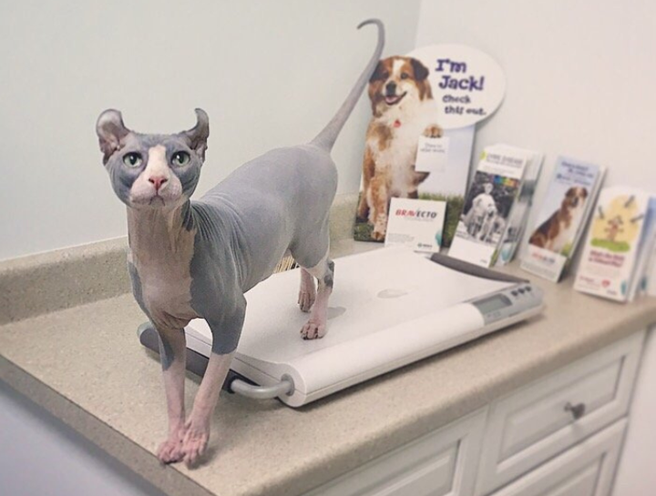 Cat Veterinarian Upland Cat Hospital